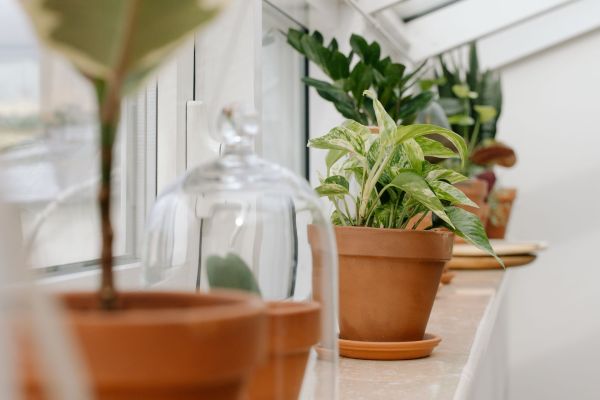 Welche Pflanzen sind ideal fÃ¼r die LuftqualitÃ¤t im Haus?